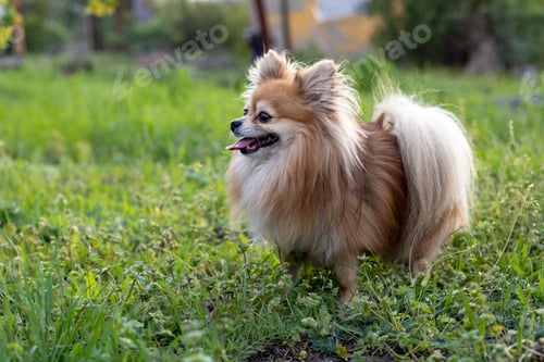 Preview: The dog breed pomeranian spitz. Red dog stand on green grass.