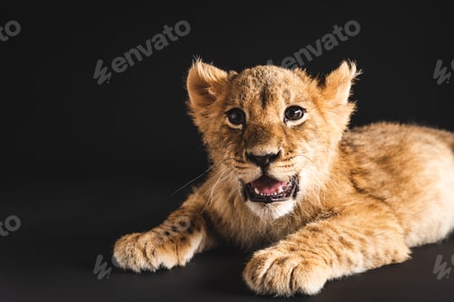 Preview: adorable lion cub lying isolated on black