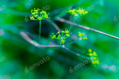 Preview: Detail of the yellow flowers of the medicinal plant of fennel, with unfocused background.