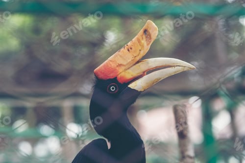 Preview: Buceros rhinoceros horn bill