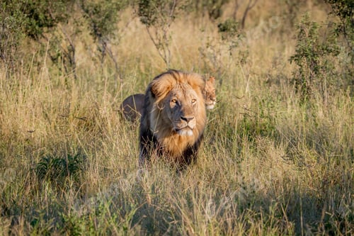 Preview: Big male Lion walking in the high grass.