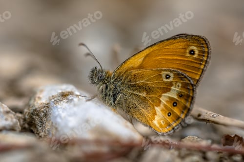 Preview: Corsican heath