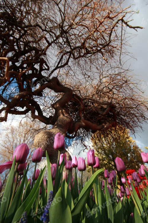 Preview: Tulip Garden