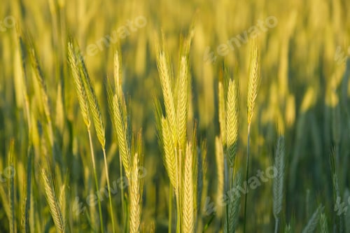 Preview: Background, texture, agricultural field of green wheat