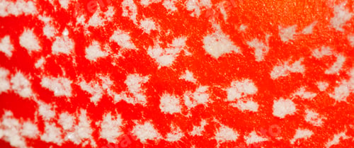 Preview: Micro Detail, Mushroom, Sierra de Guadarrama National Park, Spain