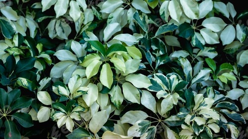 Preview: Green leaf background. Herb wall, plant wall,