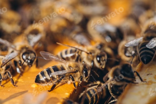 Preview: Bee colony in hive macro. Working honey bees, honeycomb, wax cells with honey and pollen.