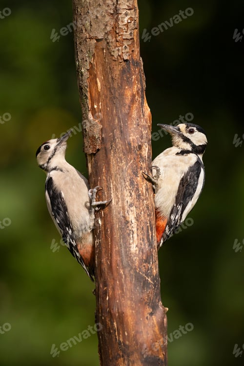 Preview: Great spotted woodpeckers on a tree trunk.
