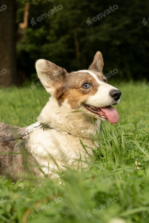 Preview: Cardigan Welsh corgi on walk in park with owner, dog is lying on grass with his tongue hanging out.