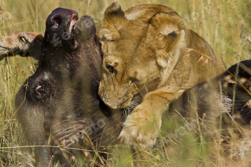 Preview: Little lion feeding from a dead black buffalo in the middle of the grass covered field
