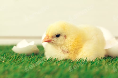 Preview: Little chicken on the grass. creative photo