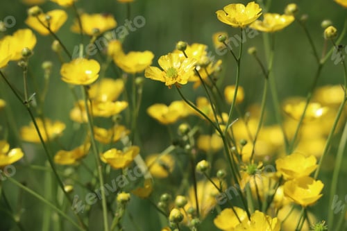 Preview: Yellow buttercup flowers in a field