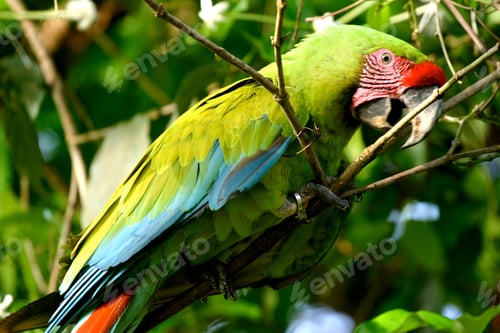 Preview: Closeup of a green tropical parrot perched on a tree branch