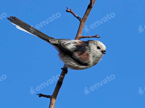 Preview: Long-tailed tit (Aegithalos caudatus)