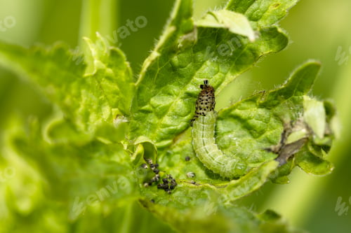 Preview: Green leafworm caterpillar on a delphinium plant