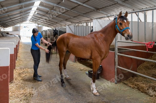 Preview: Woman combing tail of horse