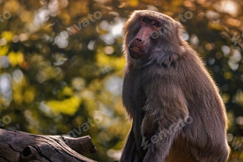 Preview: Close-up of a baboon