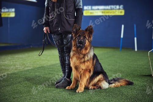 Preview: Dog owner holding a beautiful obedient German shepherd on a leash