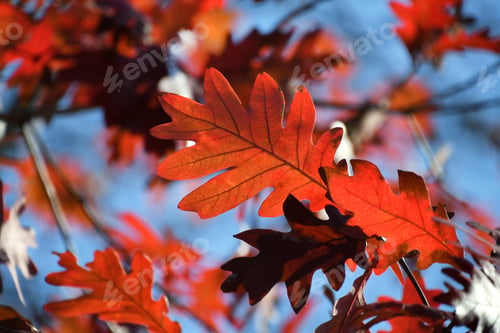 Preview: Orange red oak leaf on tree against sky bokeh background in the fall autumn