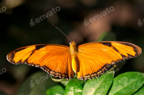 Preview: Julia Butterfly