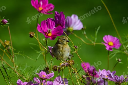 Preview: goldfinch on a flowering branch