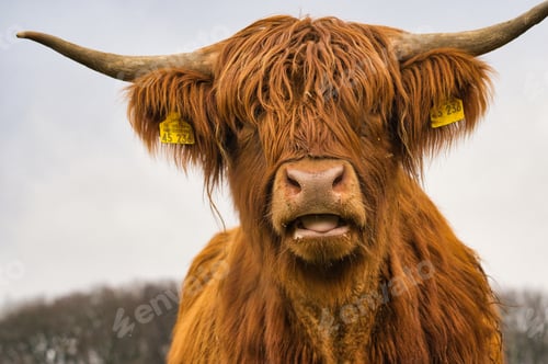Preview: Closeup of a hairy Scottish highland cow at a field