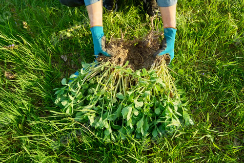 Preview: Close-up of hand in gardening gloves dividing Sedum spectabile bush