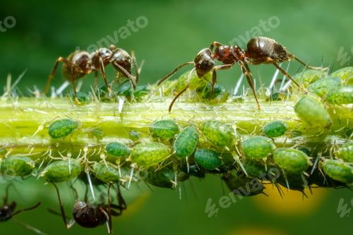Preview: Ants taking care of aphids