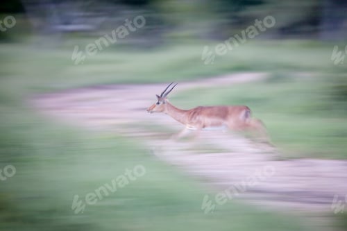 Preview: An impala, Aepyceros melampus, running, motion blur