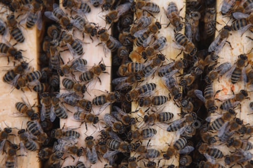 Preview: Close up view of the opened hive body showing the frames populated by honey bees