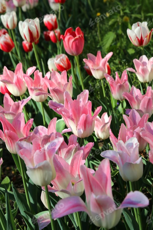 Preview: Beautiful delicate tulips lit by the sun in spring garden