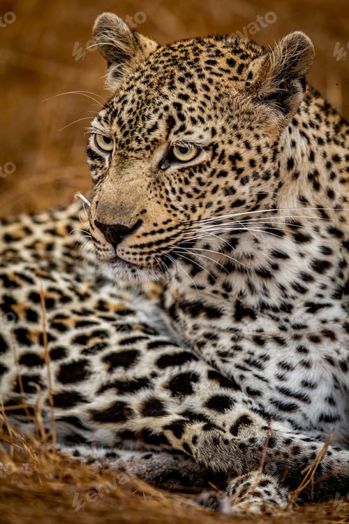 Preview: Close up of a female Leopard in the Kruger.