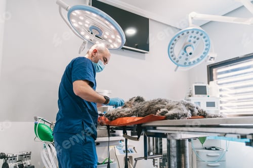 Preview: Veterinarian operating a dog in veterinary hospital