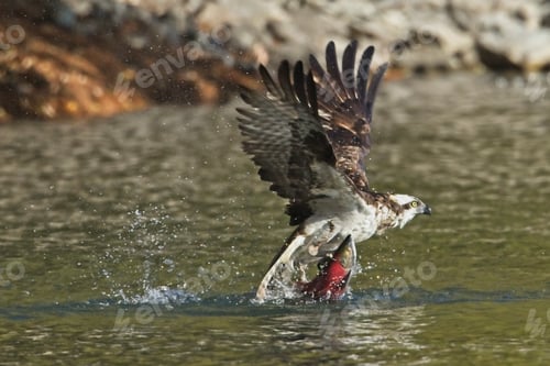 Preview: Osprey snags Kokanee salmon.