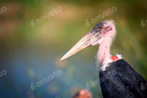 Preview: A side profile of a Marabou stork, Leptoptilos crumenifer, pink head