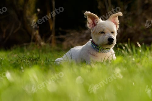 Preview: Cute white dog