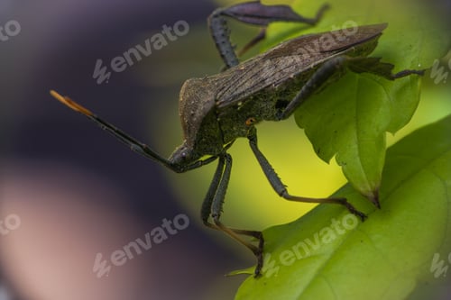 Preview: Close-up of a brown shield bug on green leaves with a blurred background.