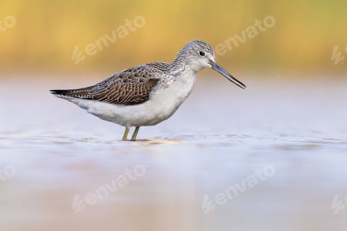 Preview: Common greenshank walking in shallow coastal water of Waddensea.