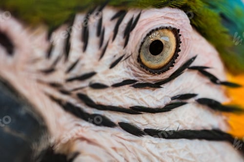 Preview: Eye of Blue-and-yellow macaw or Ara ararauna close up