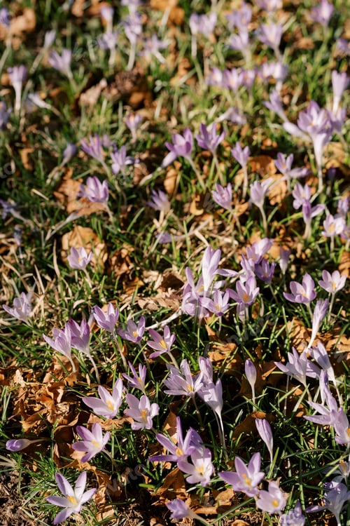 Preview: Sunny meadow with blooming purple crocuses among dry foliage