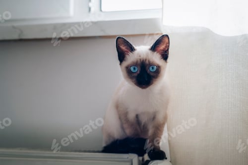 Preview: Siamese kitten with blue eyes sitting on the radiator against white wall