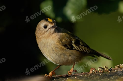 Preview: Goldcrest (Regulus regulus)