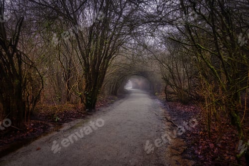 Preview: Path in the Canadian rain forest with green trees. Early morning fog