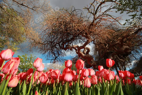 Preview: Tulip Garden