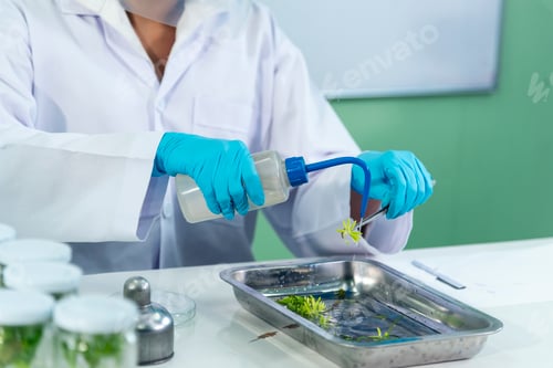 Preview: Biochemistry asian Scientist women working plants tissue culture biotechnology in science lab
