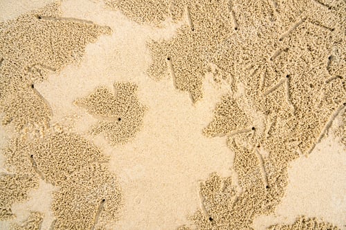 Preview: Crab holes in sand caused by crabs on a sandy seaside beach from above backdrop background.