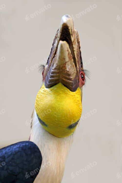 Preview: The wreathed hornbill (Rhyticeros undulatus) close up shot