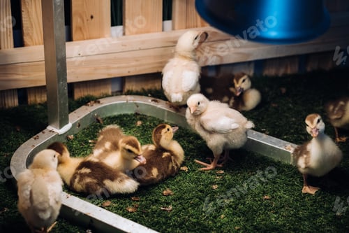 Preview: Small chickens and ducklings bask on the grass under a lamp in the yard