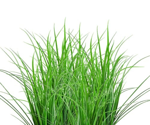 Preview: Green Grass isolated on white