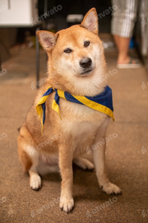 Preview: Brown Shiba Dog staring and sitting on the floor.